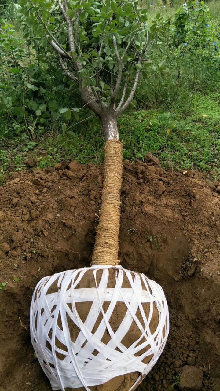 ���䡢����ľ���ԕr���������������Ĥ��w