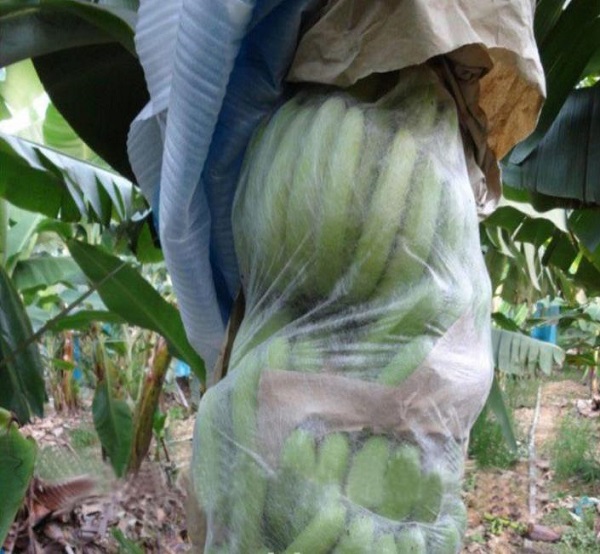 �㽶�����o��