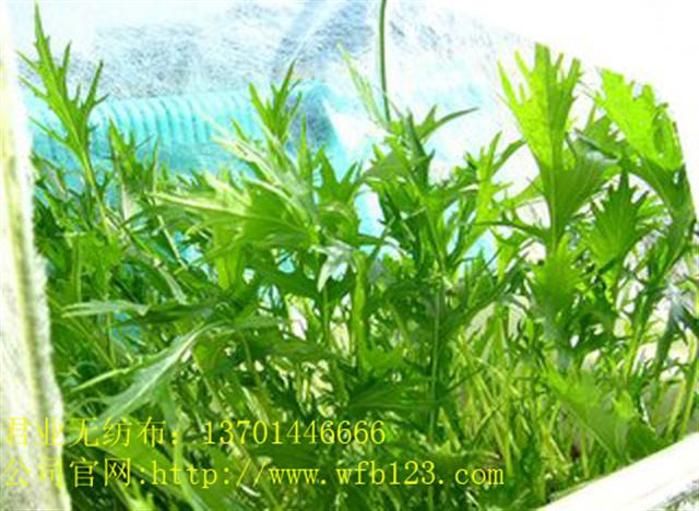 �r(n��ng)���߲˱��ط��x��PP��ճ�o���� [Ҏ(gu��)��