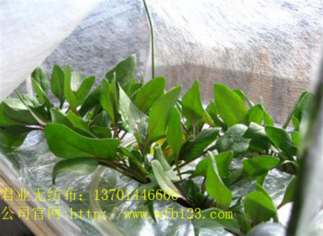 �r(n��ng)���߲˱��ط��x��PP��ճ�o�����S��