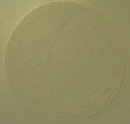 �o�������÷�ɢ��