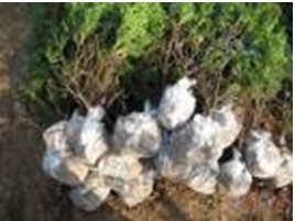 ��ͨPP��ճ�o����