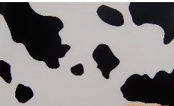 �����y��Ĥӡ���o����