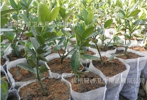 �r�ßo����